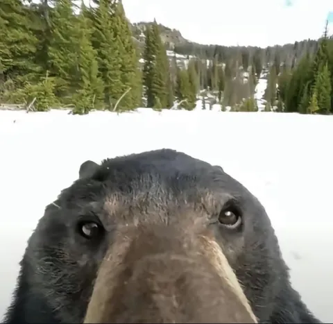 🔥 Bear Selfies 🔥