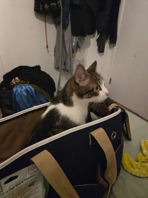 Me and my partner have gotten our first cat together!