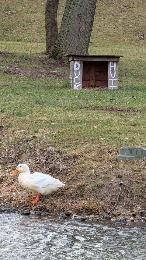 Duck at my public park didn't fly south with his brown duck friends. Some kind soul gave him a duck hutt. 