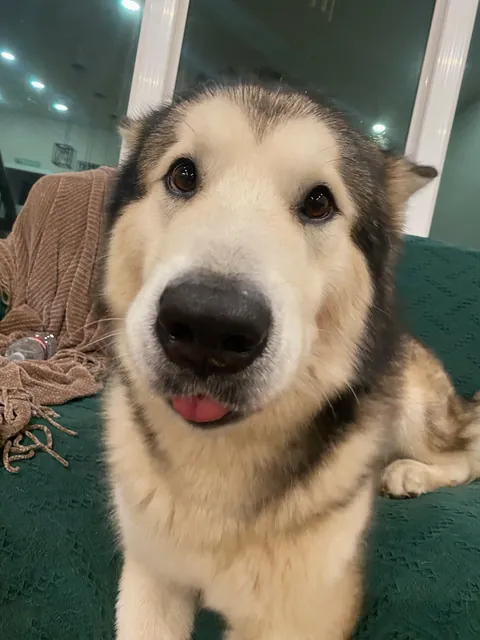 Captured my sweet boy at the perfect moment 🥹 - the literal definition of puppy eyes!