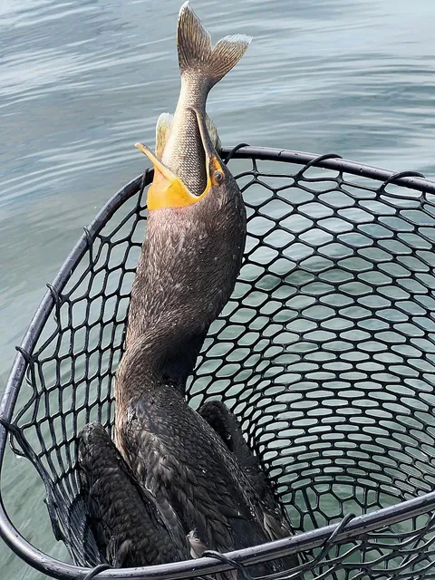 Cormorant bites off more than it can chew, dies trying to swallow walleye