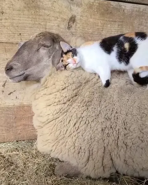 Cat gives sheep a massage