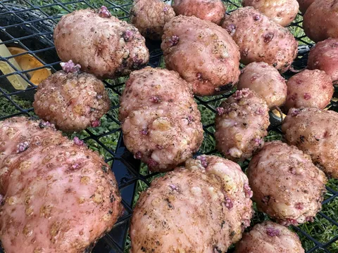 What disease is this on my red potatoes?