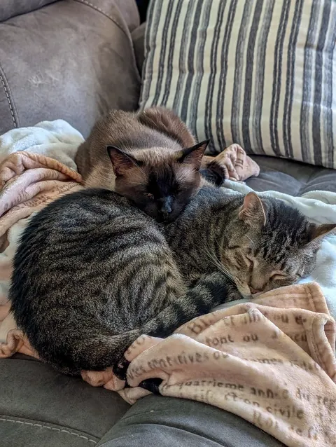 I'm so glad I got my tabby a friend