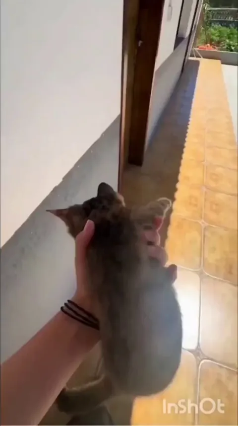 Freelancer pest control cat