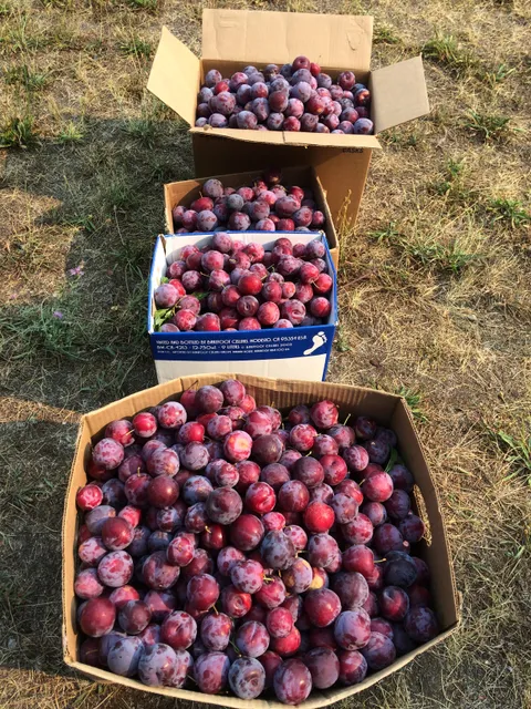 My plum harvest, from one tree.