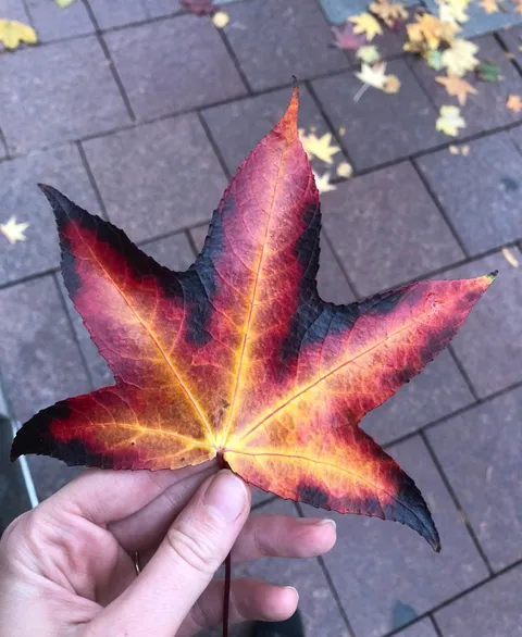 PsBattle: The fall colours in this leaf