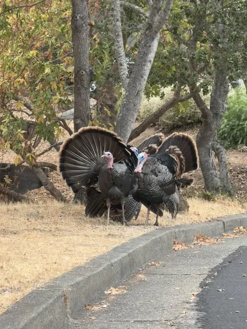 My trees/garden needs irrigation, but these wild turkeys keep digging up the lines. What to do?