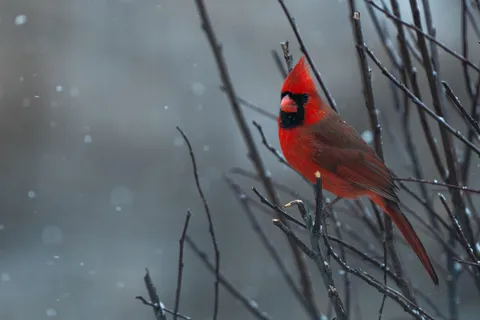 ITAP of a cardinal