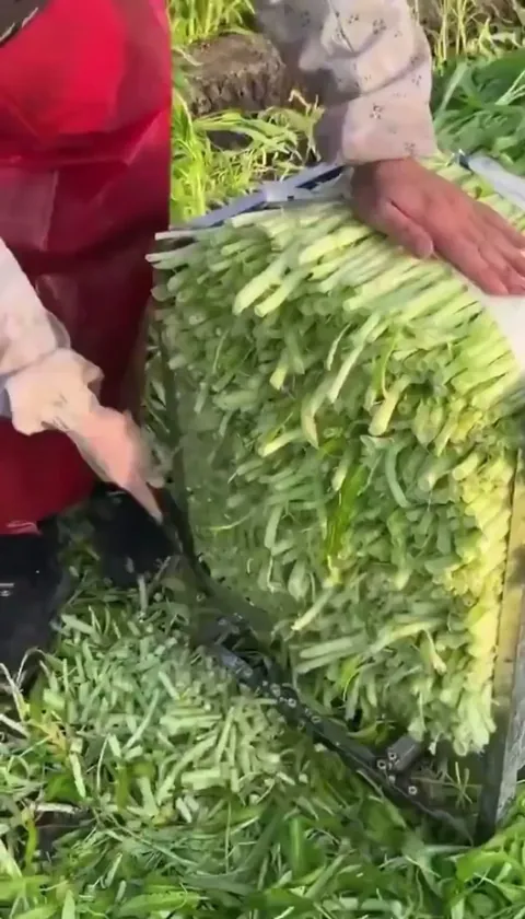 Trimming Green Onions to Ship