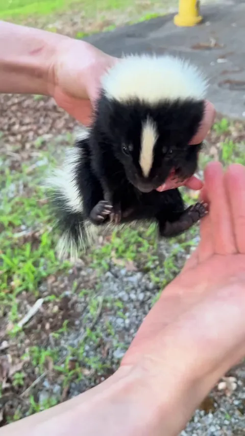 Moved this little guy out of the road on a dangerous blind corner. ADORABLE
