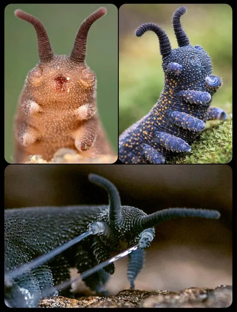 Velvet Worms: these cute little creatures are actually ferocious predators that capture their prey with a quick-drying adhesive known as the "silly string of death," and they are some of the oldest terrestrial animals on Earth