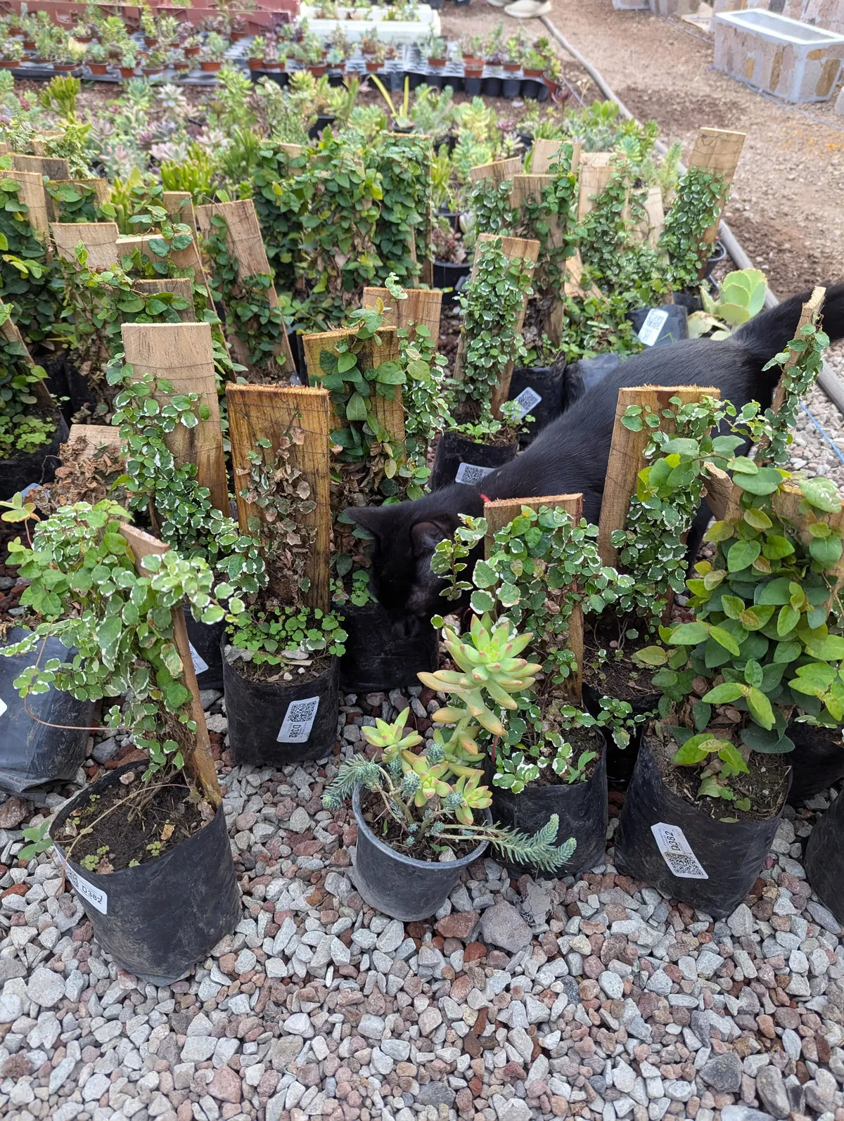 This handsome boy at the garden center