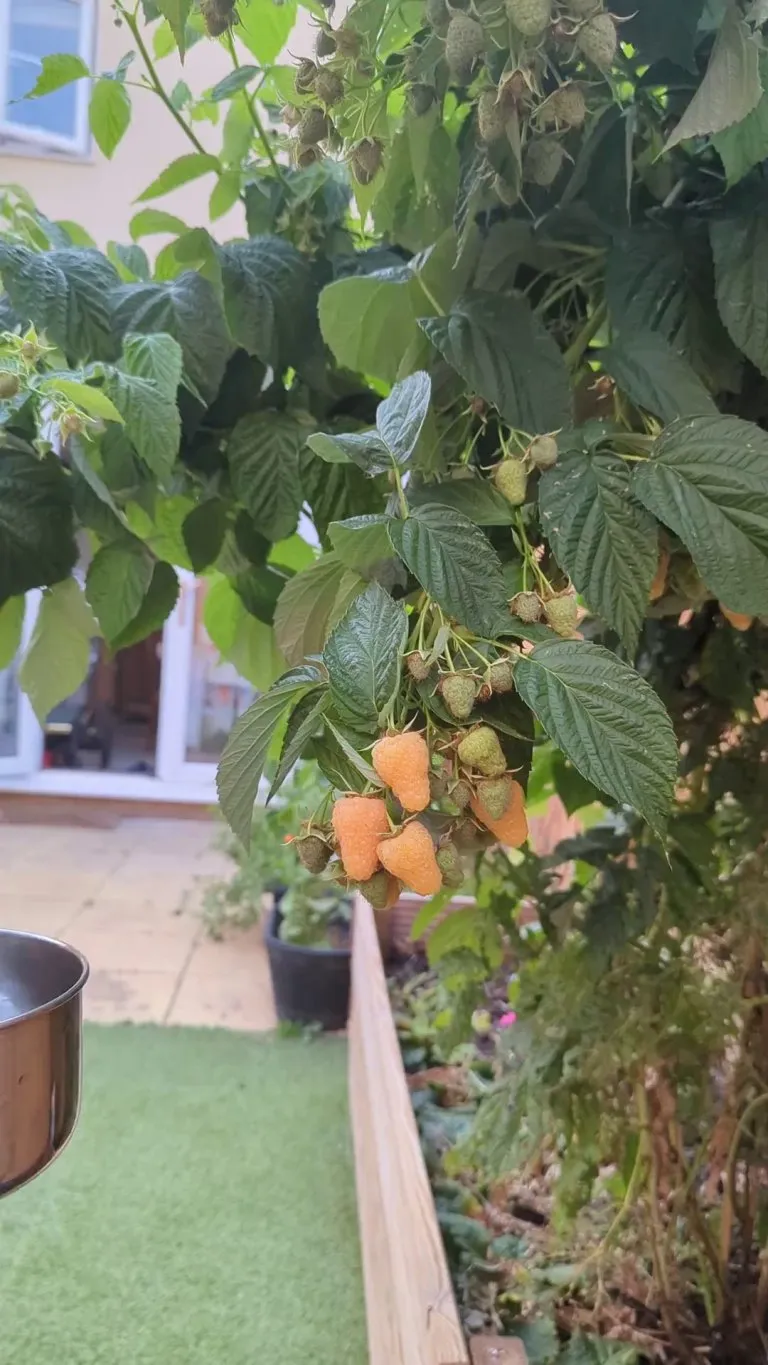 Update, got a few . Incredible ones.