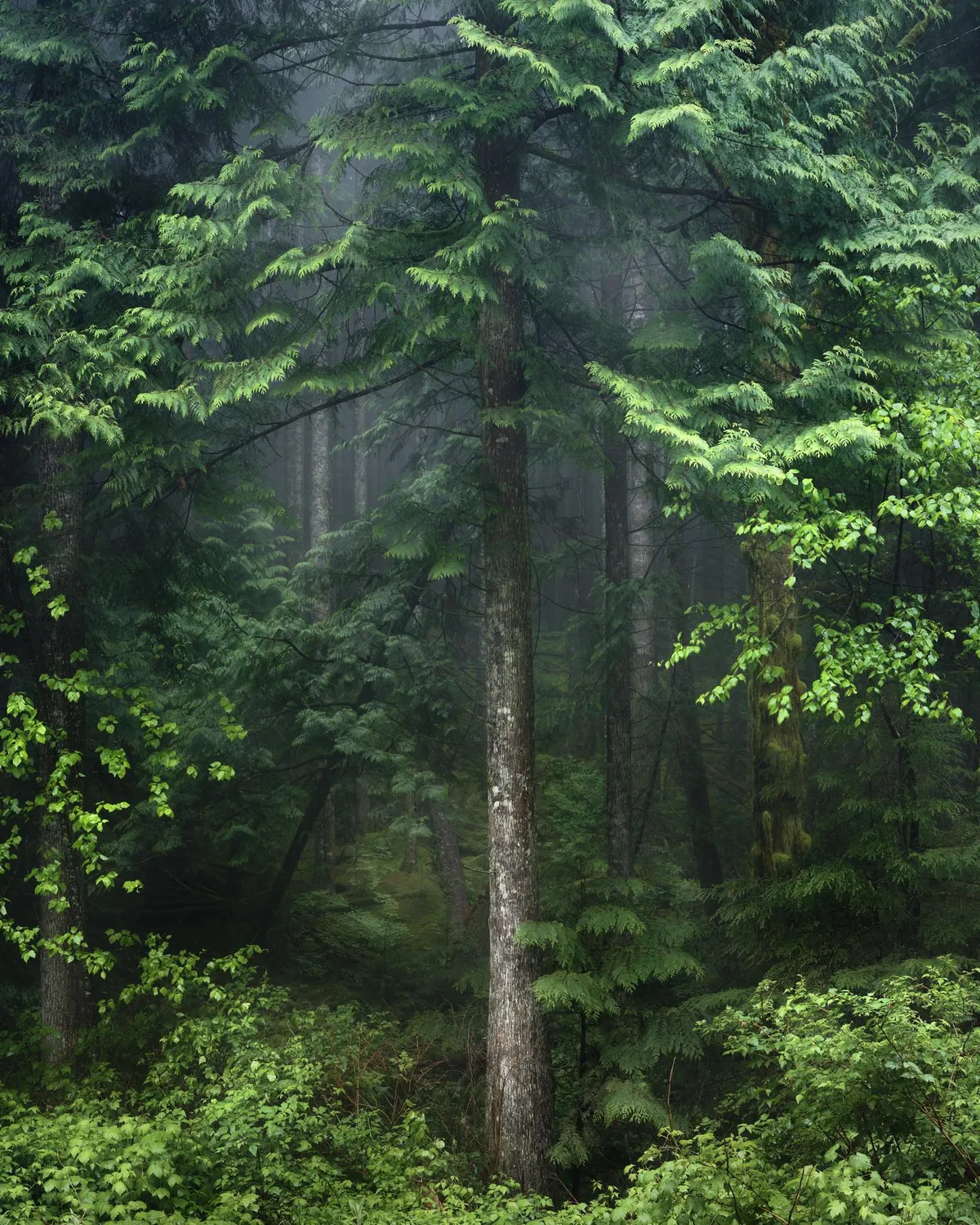 West Coast BC, Canada (OC)(1520x1900)