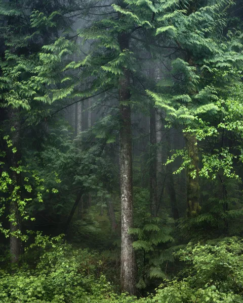 West Coast BC, Canada (OC)(1520x1900)