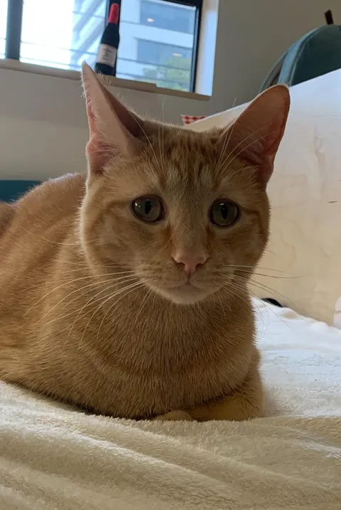 I went to an adoptable cat cafe and this cat looked so concerned
