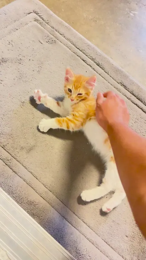 why is he doing this with his paws?