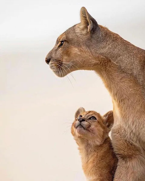 🔥 A cub Puma admiring his mother