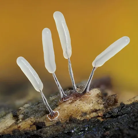 🔥 The infinitesimal, alien world of slime molds 🔥