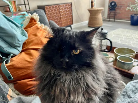 It’s Momo’s gotcha day!