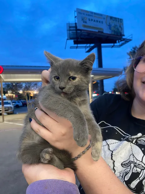 Found this stinky girl in a sonic parking lot 🥺💗