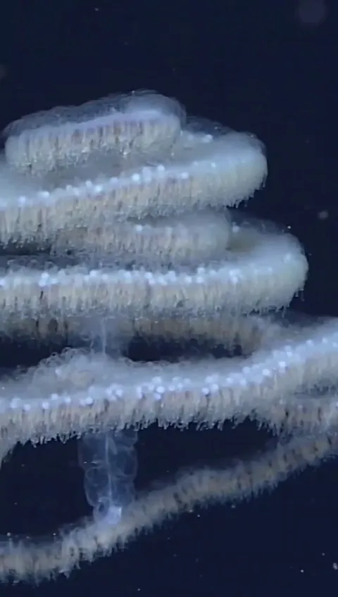 🔥the woolly siphonophore - growing up to 16 feet (5m), with a curtain of stinging tentacles. It is comprised of a colony of smaller organisms called zooids, catching crustaceans, squids, worms, and fish.