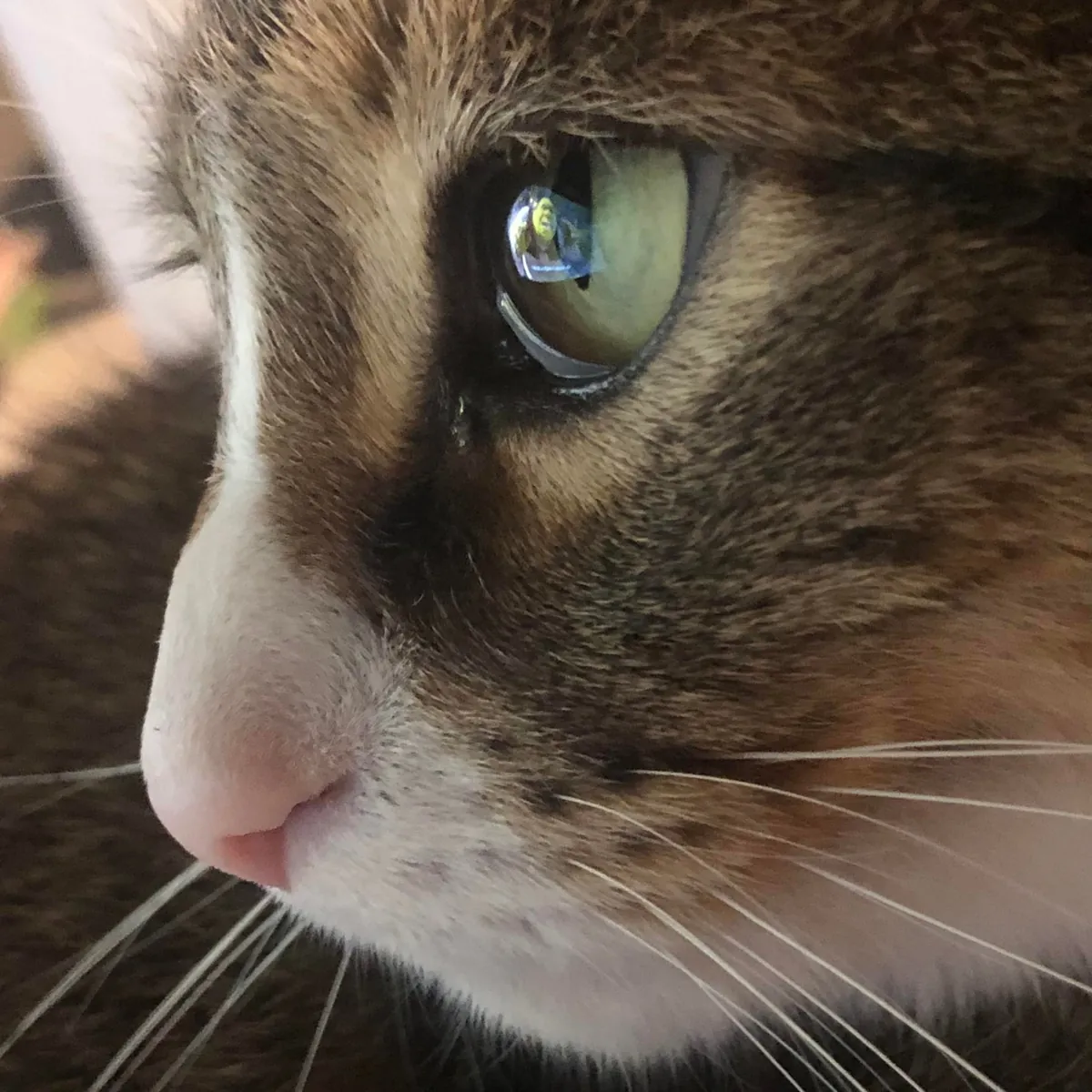 I just took the best photo in human history