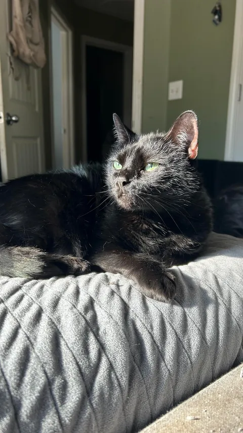 my lil sunbather ☀️🖤