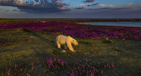 🔥family of Polar Bears among the fireweed