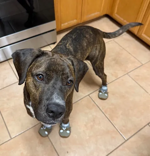 I was adopted 2 years ago today!