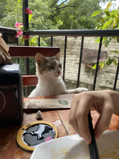 Should I give this gentleman a little piece of chicken?