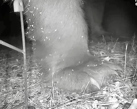 My camera bird feeder got knocked over last night. Surveillance footage has narrowed it down to six suspects...