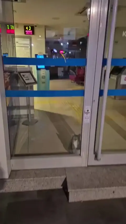 Cat burglar caught in the act