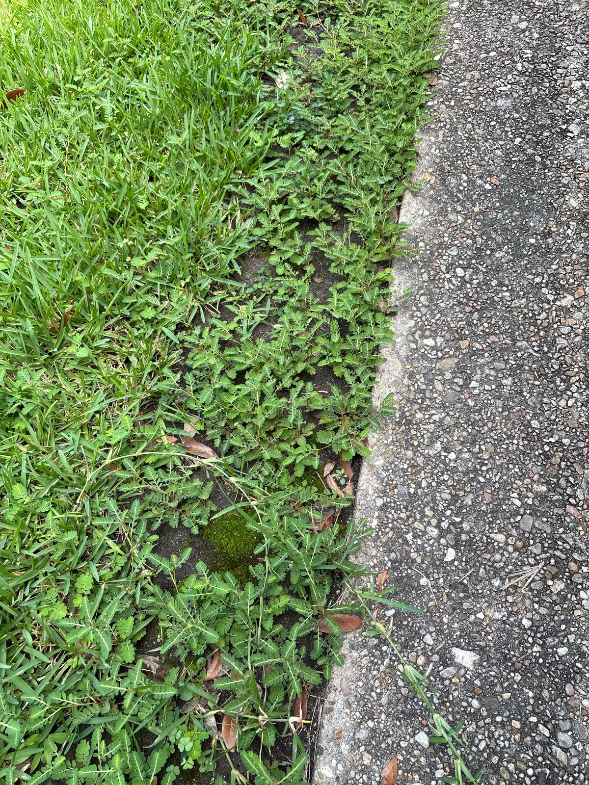 My grandpa sprayed weed killer around my front yard and tiny ferns grew back instead of grass