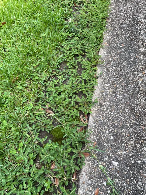 My grandpa sprayed weed killer around my front yard and tiny ferns grew back instead of grass