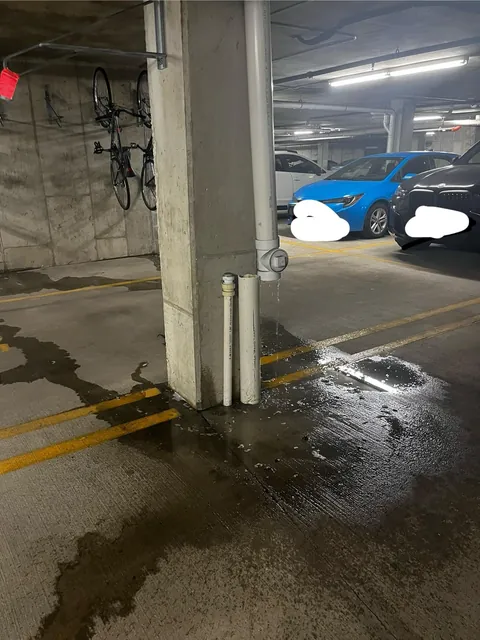 Found out why the basement stinks