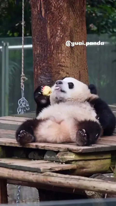 Panda eating apple