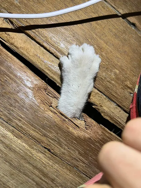 And on the third day it rose from the dead