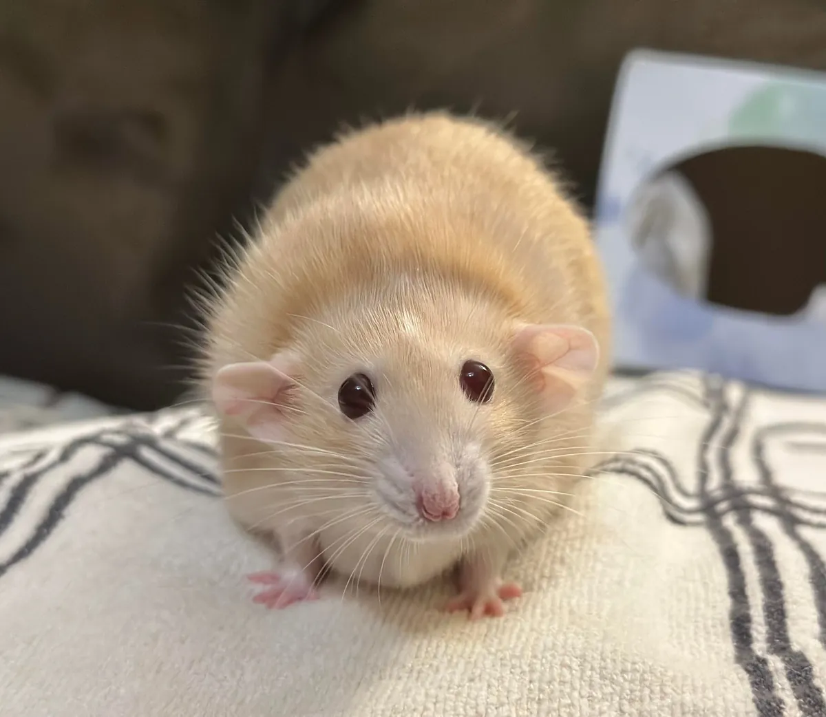 In Loving Memory of Naga 💔