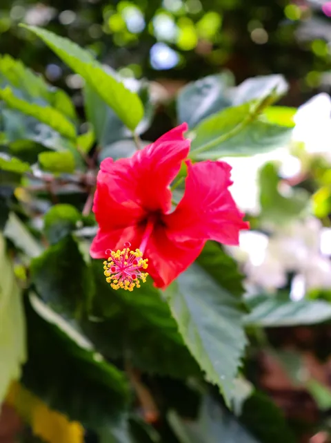 My guesthouse on Gorèe Island, Senegal 🇸🇳