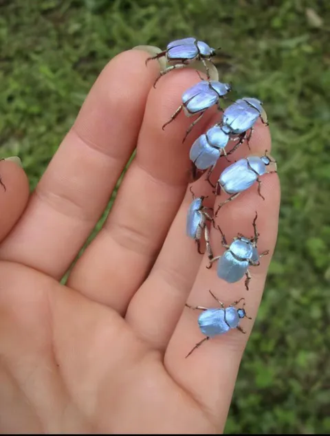 🔥 The "Hoplia coerulea," also known as the Iridescent Sky-Blue Beetle, dazzles in Southwest Europe, particularly in France, Spain, and Switzerland.