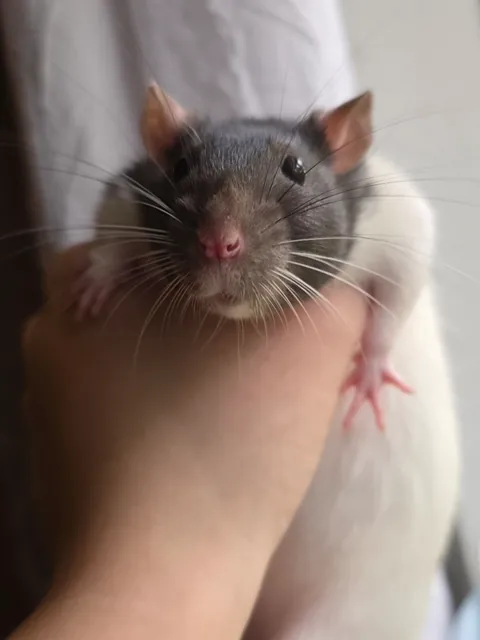 SHAME HER! she peed on her big sisters face!!!