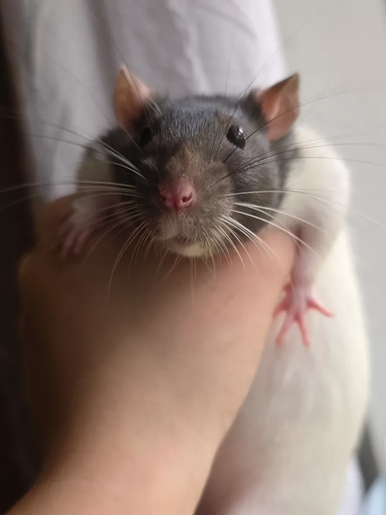 SHAME HER! she peed on her big sisters face!!!