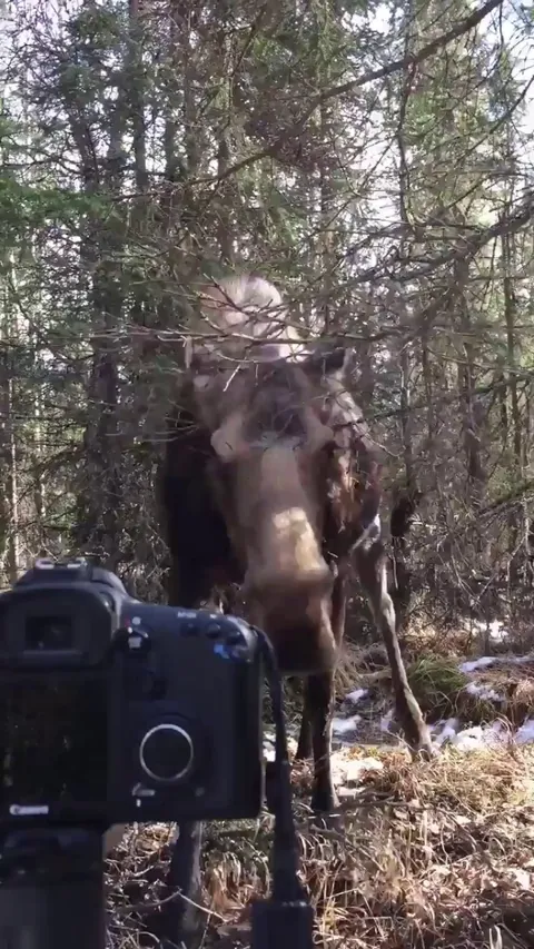 An enormous moose approach camera and get petted