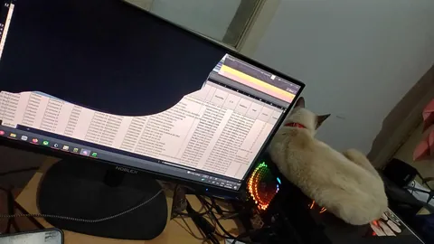 My elderly cat broke my new monitor :(