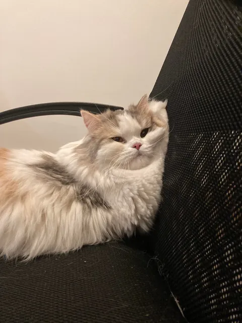 My cat being the diva that she is