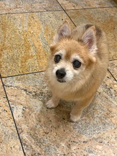 Puff pastry wishes everyone a happy Persian new year (nowruz) to all that celebrate 🎉