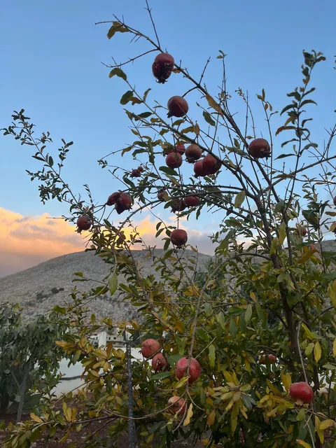 Everything my fruit garden produced this year. I’m so grateful 