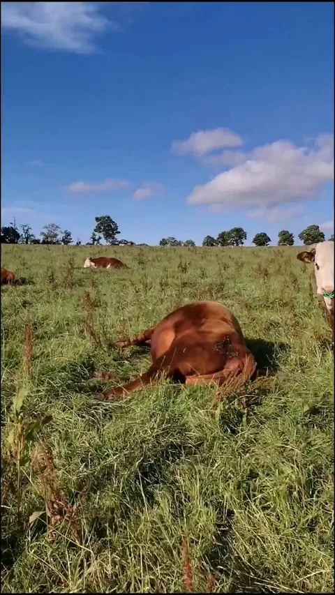 The hot weather makes the "dead or alive" game happen way too often.